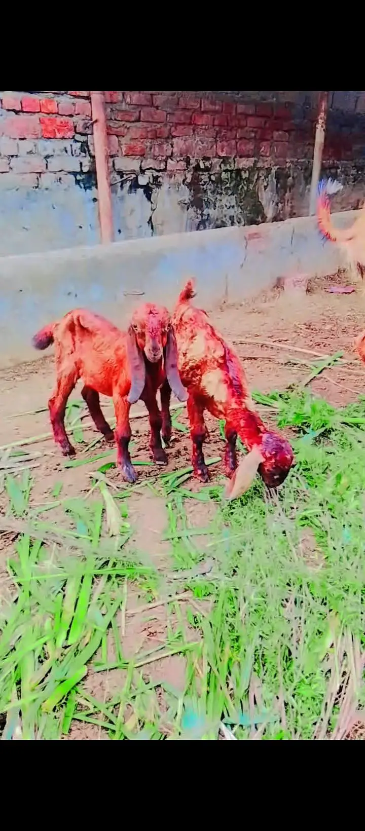 desi bakri — photo 6