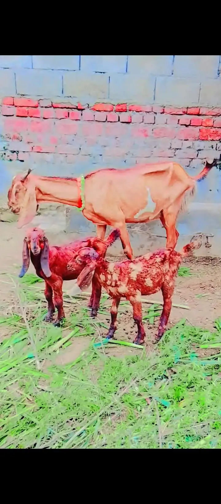 desi bakri — photo 7
