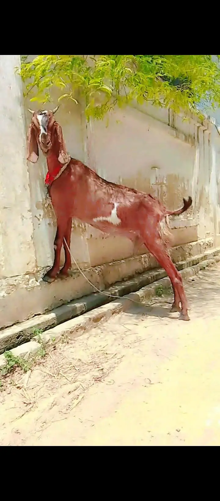 desi bakri — photo 8