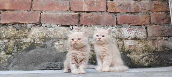 Persian kittens available 03164565034