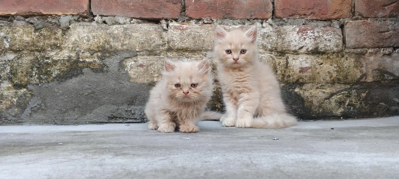 Persian kittens available 03164565034 — photo 2