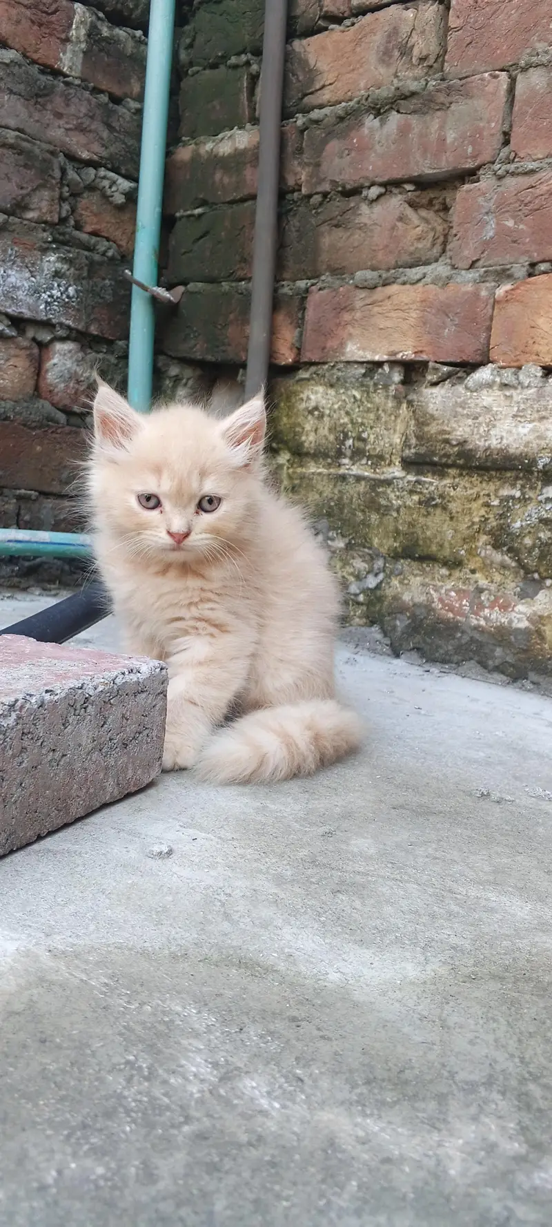 Persian kittens available 03164565034 — photo 3
