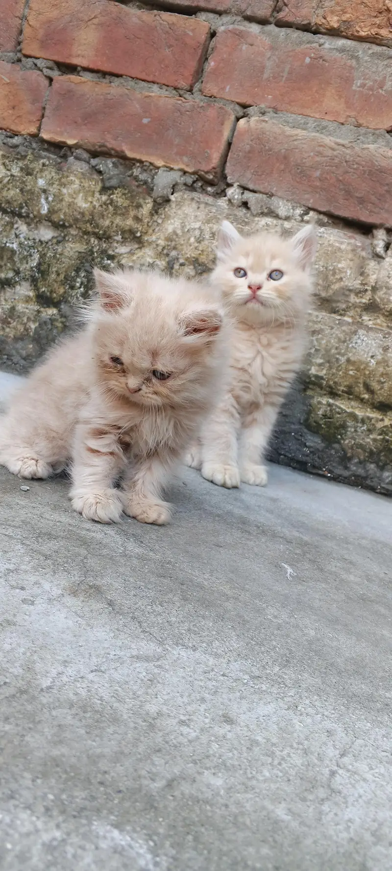 Persian kittens available 03164565034 — photo 4