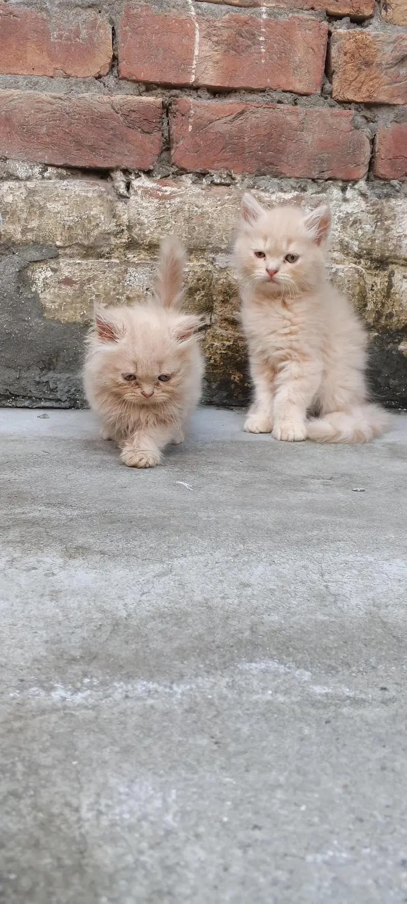 Persian kittens available 03164565034 — photo 5