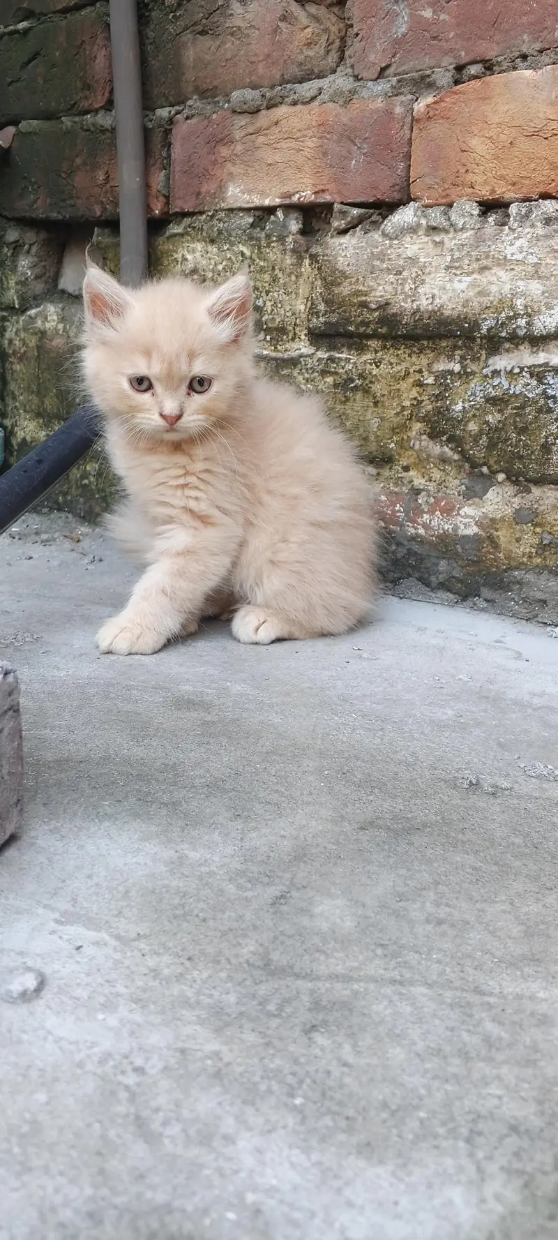 Persian kittens available 03164565034 — photo 6
