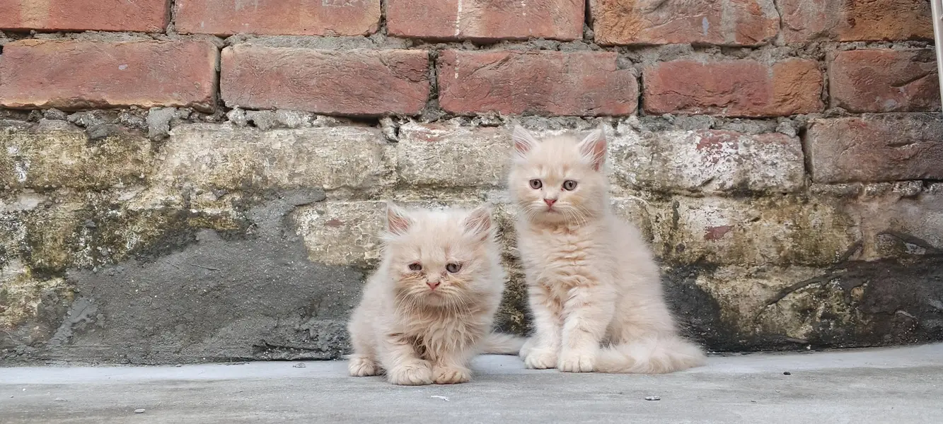 Persian kittens available 03164565034 — photo 7