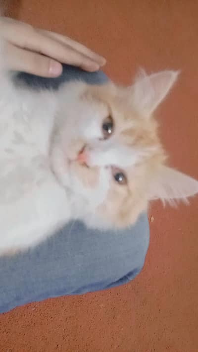 Persian cat