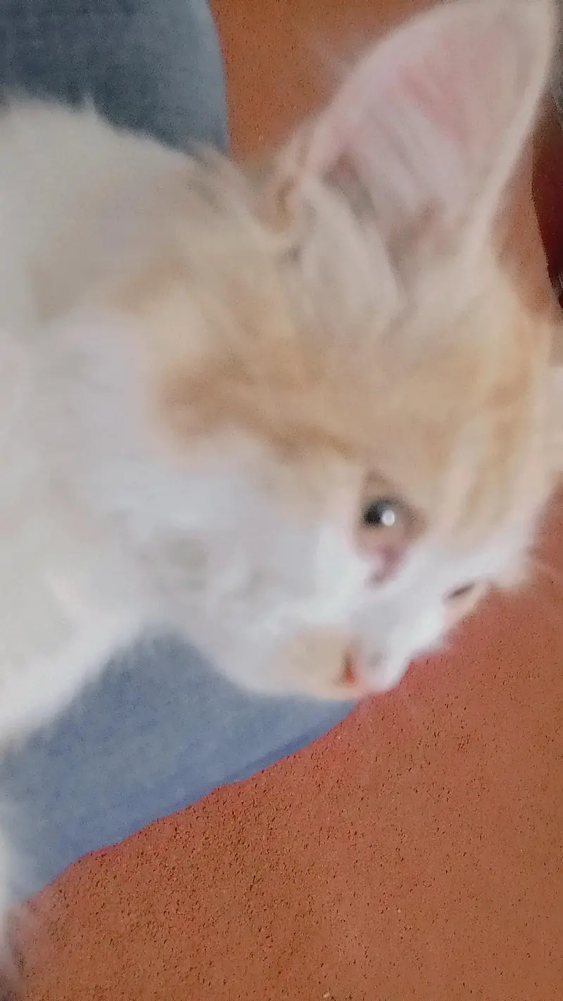 Persian cat — photo 2
