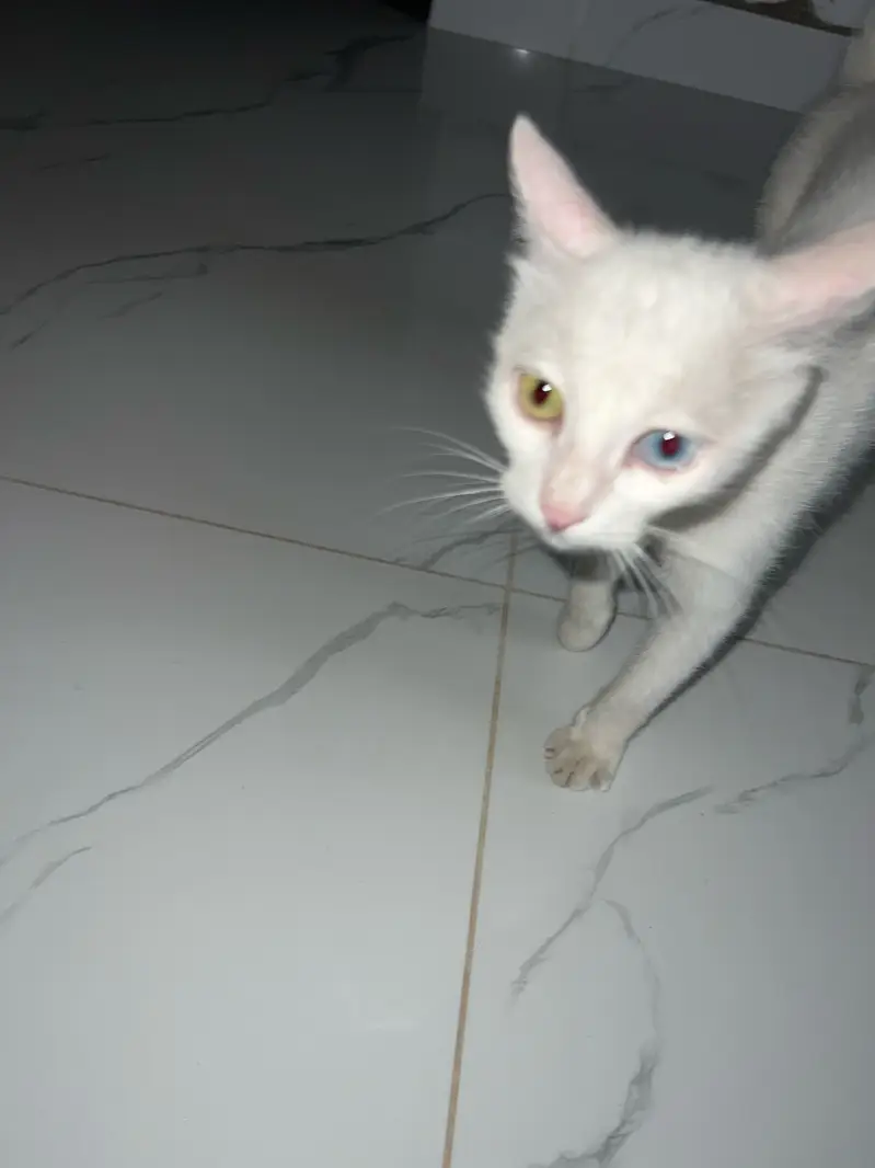 heterochromia cat — photo 2