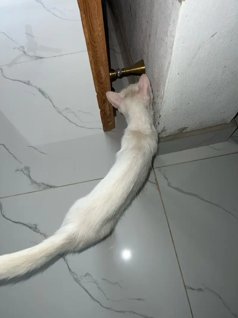 heterochromia cat — photo 3