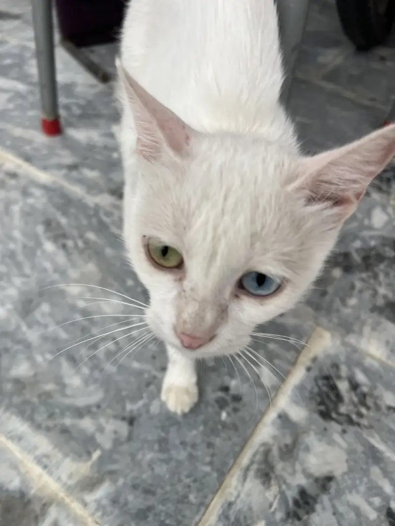 heterochromia cat — photo 4