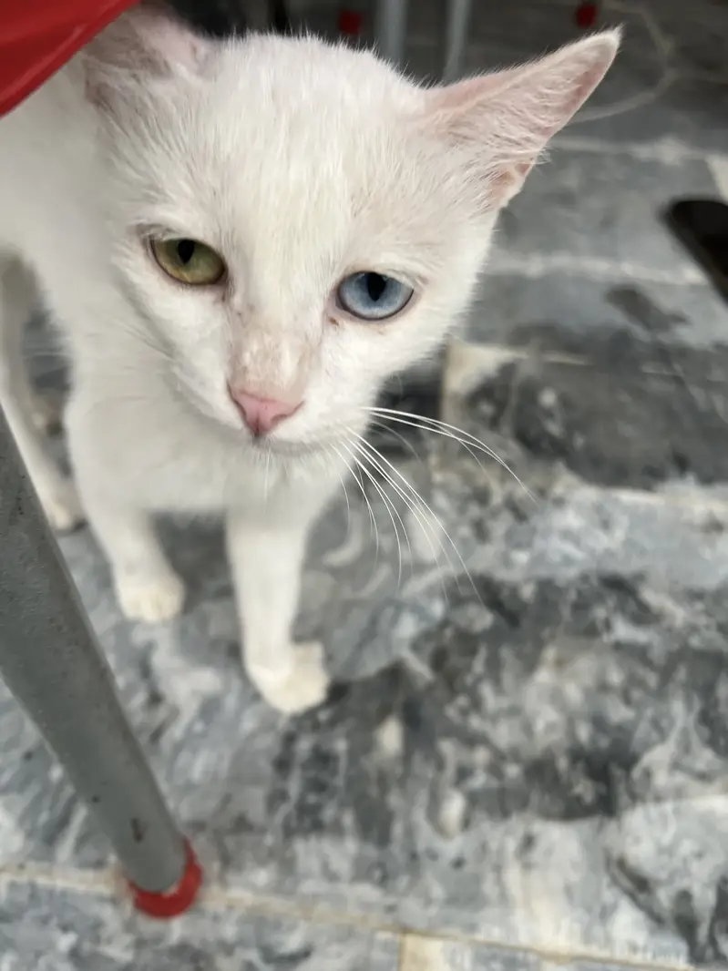 heterochromia cat — photo 5