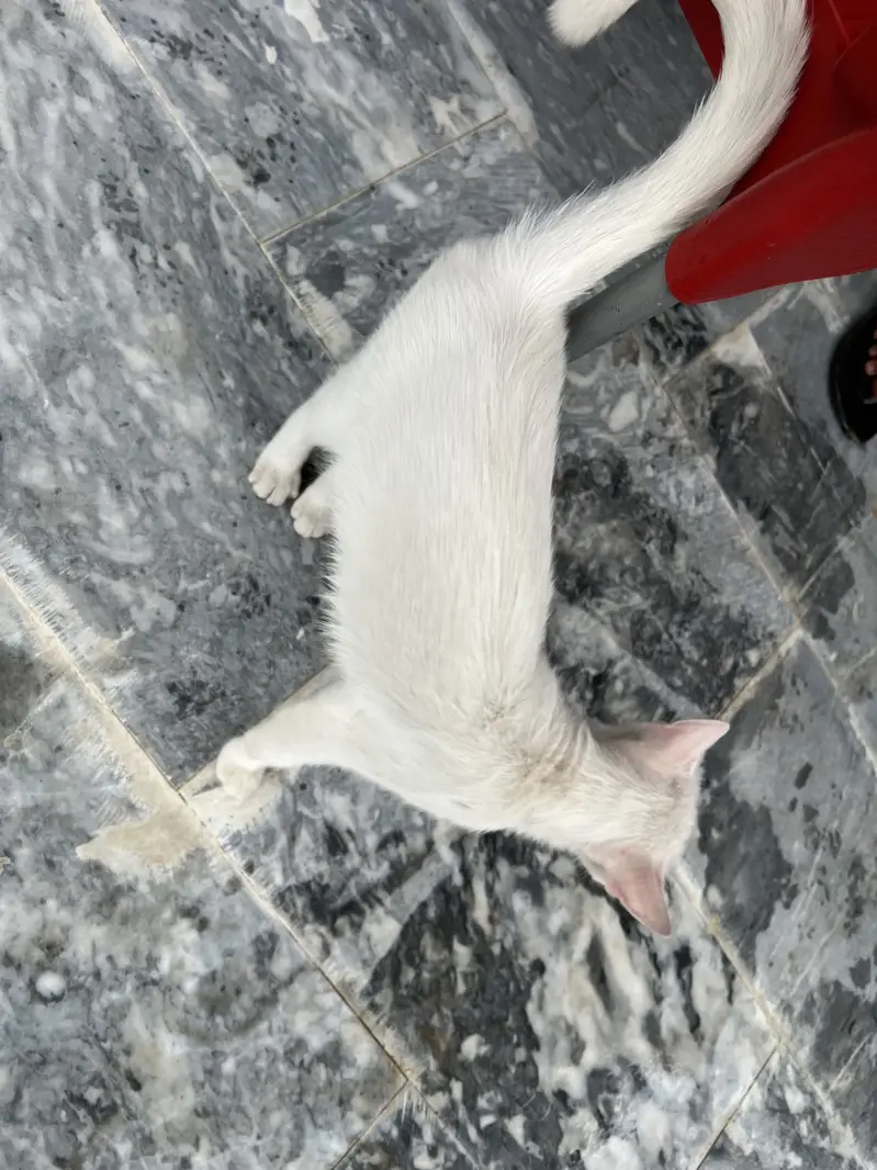 heterochromia cat — photo 8