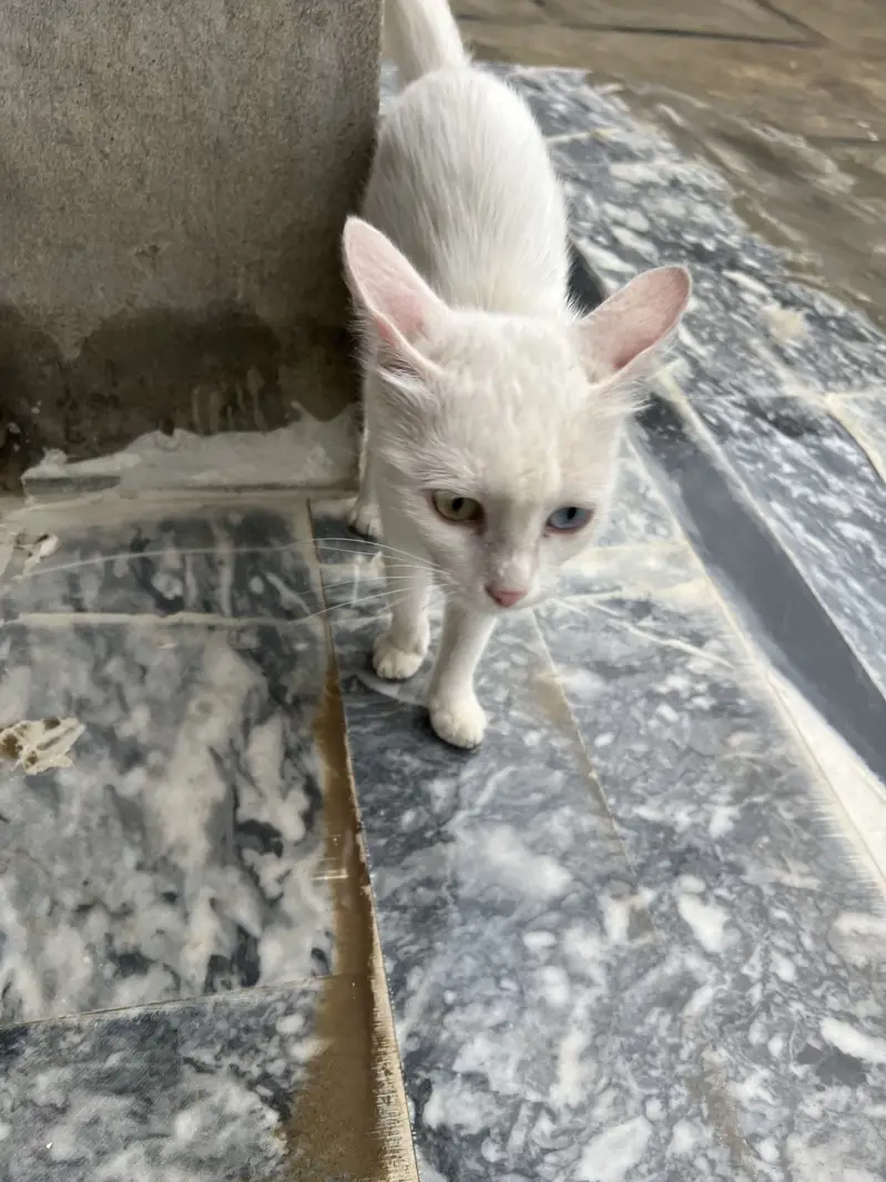 heterochromia cat — photo 9