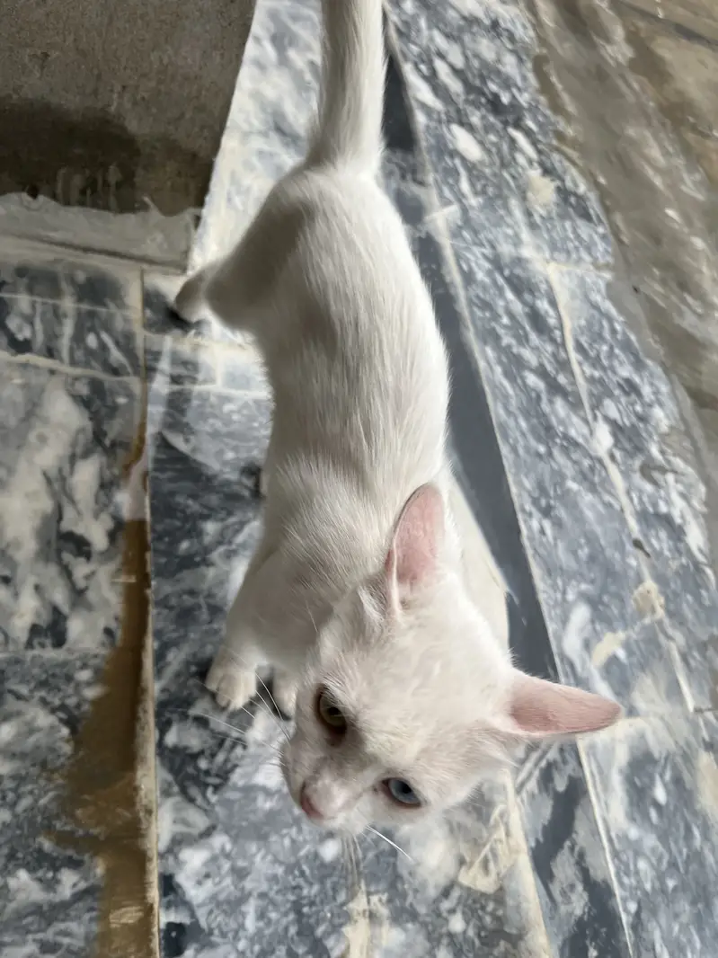 heterochromia cat — photo 10