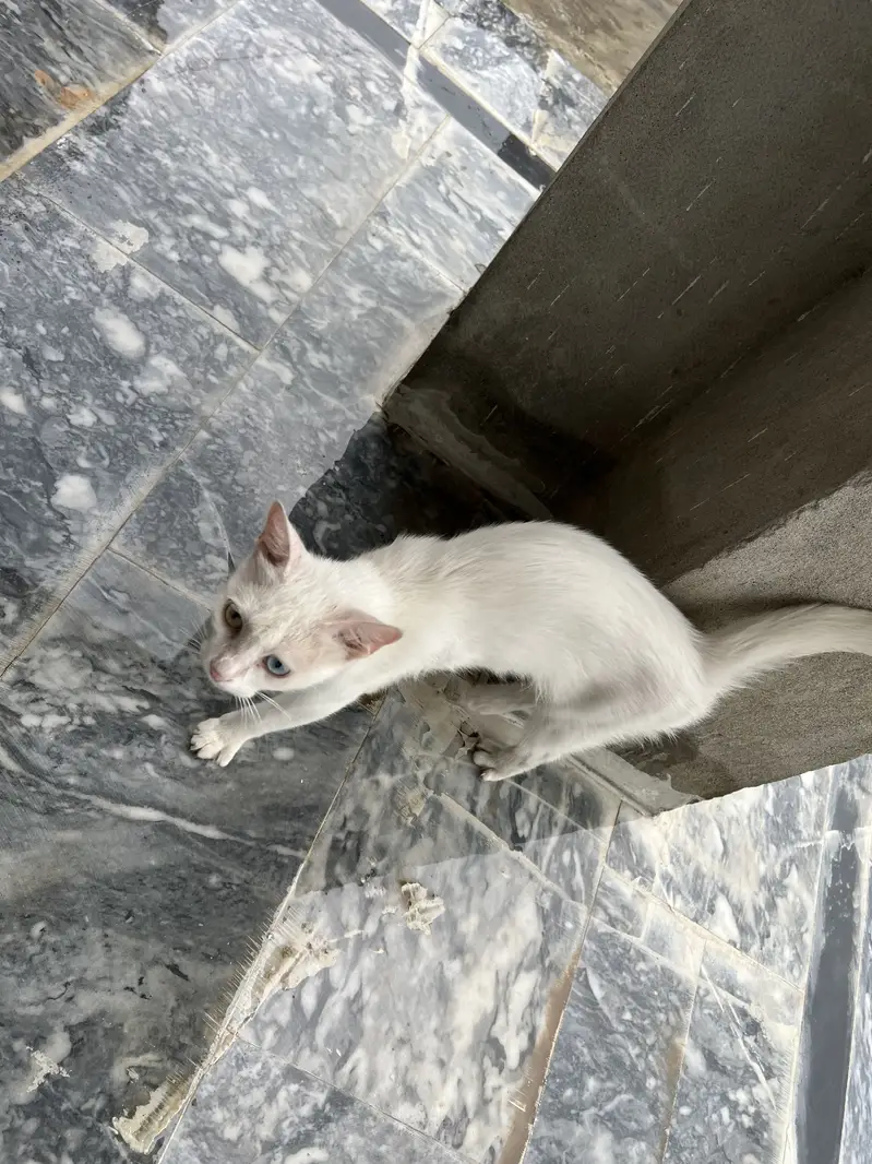 heterochromia cat — photo 11