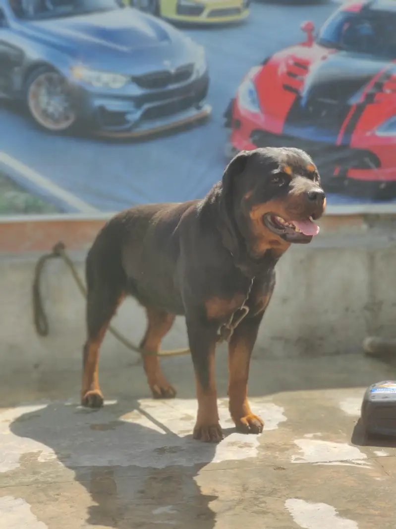 rottweiler female — photo 2