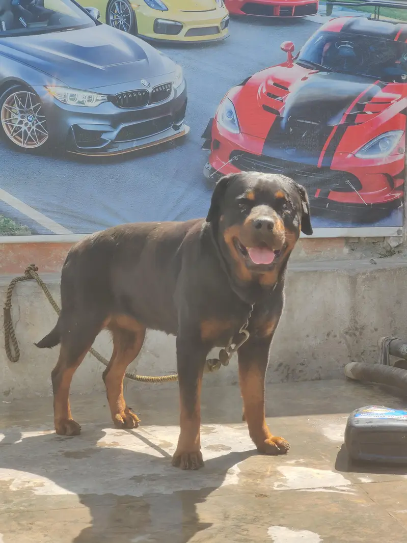 rottweiler female — photo 3