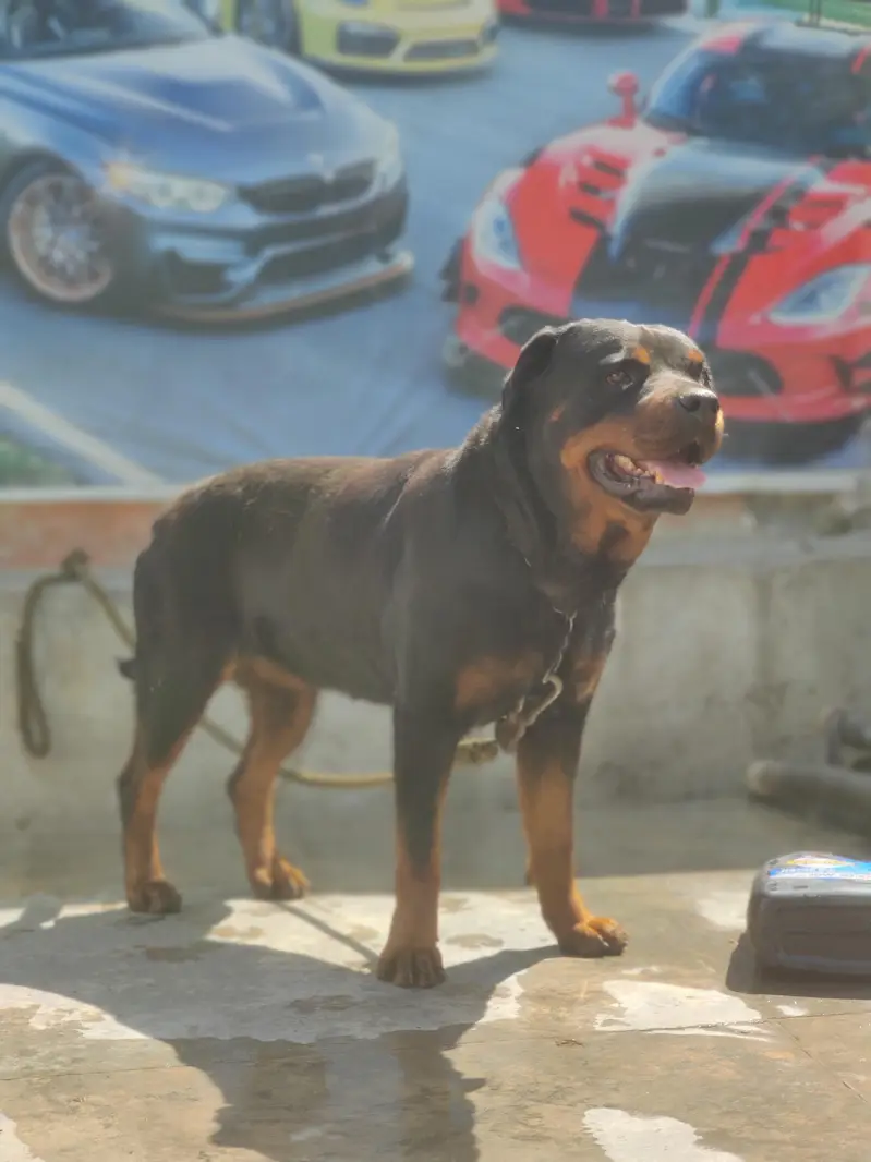 rottweiler female — photo 4