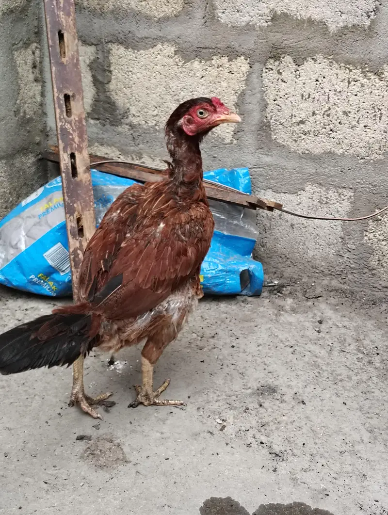 Healthy Aseel/Gamefowl Rooster for Sale — photo 3