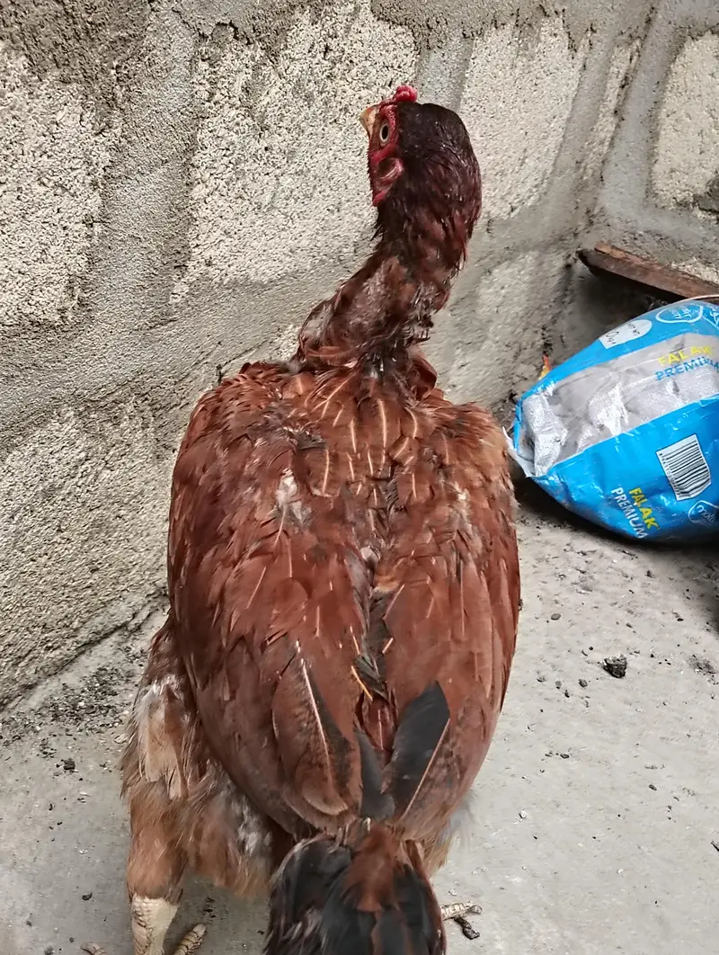 Healthy Aseel/Gamefowl Rooster for Sale — photo 4