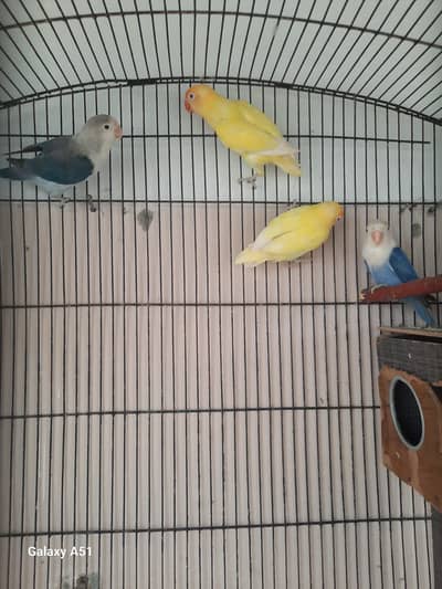 Complete setup Breeder Pairs