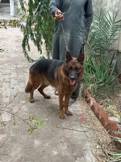 Male breeder Dog for Sale