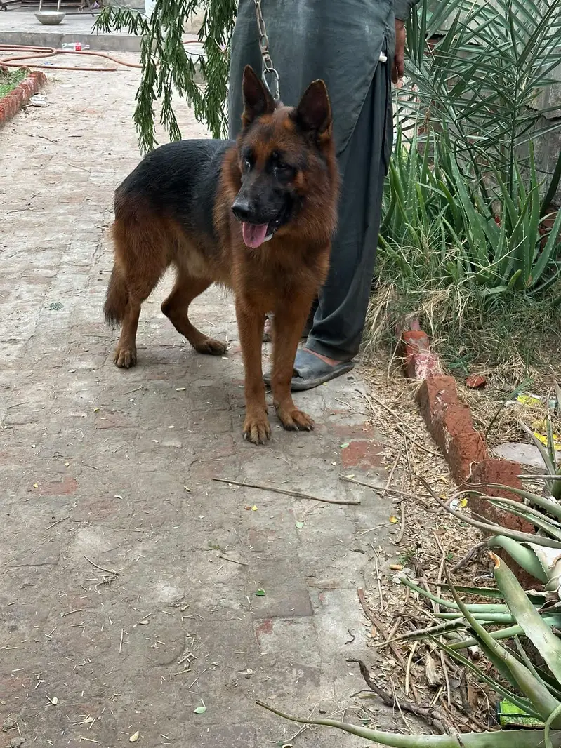 Male breeder Dog for Sale — photo 2