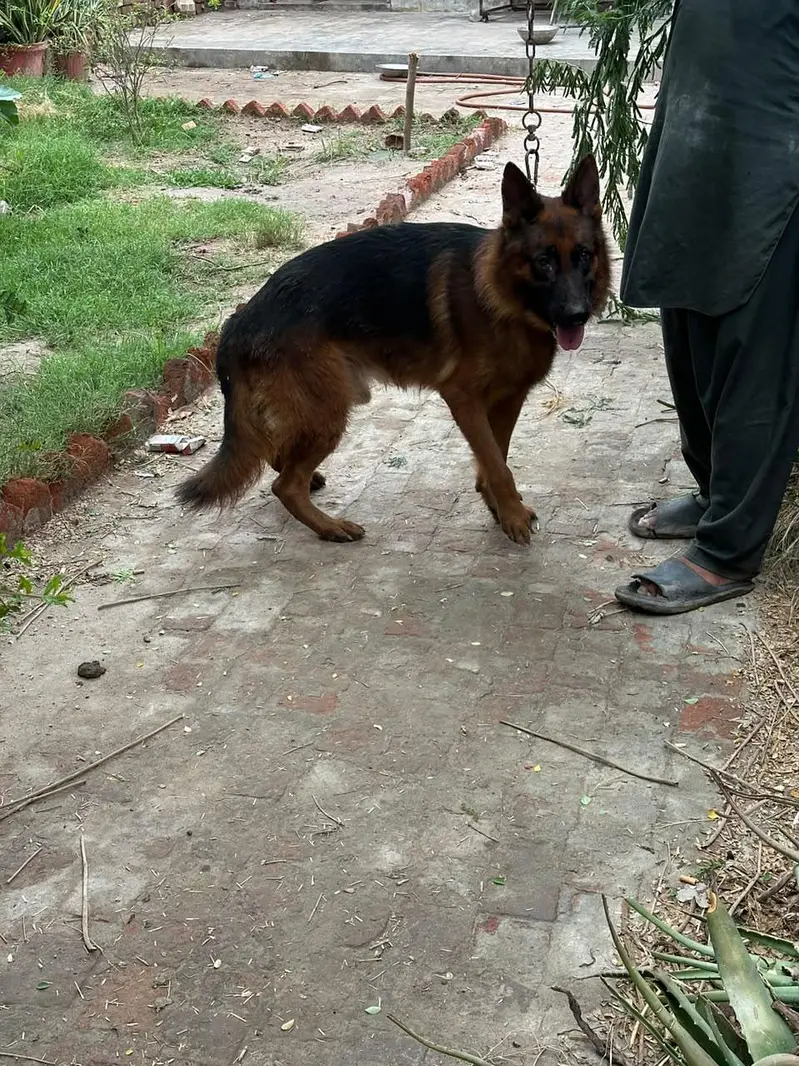 Male breeder Dog for Sale — photo 3