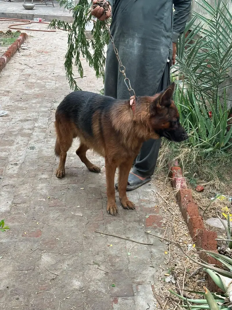 Male breeder Dog for Sale — photo 4