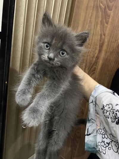 Persian grey male kitten healthy and active
