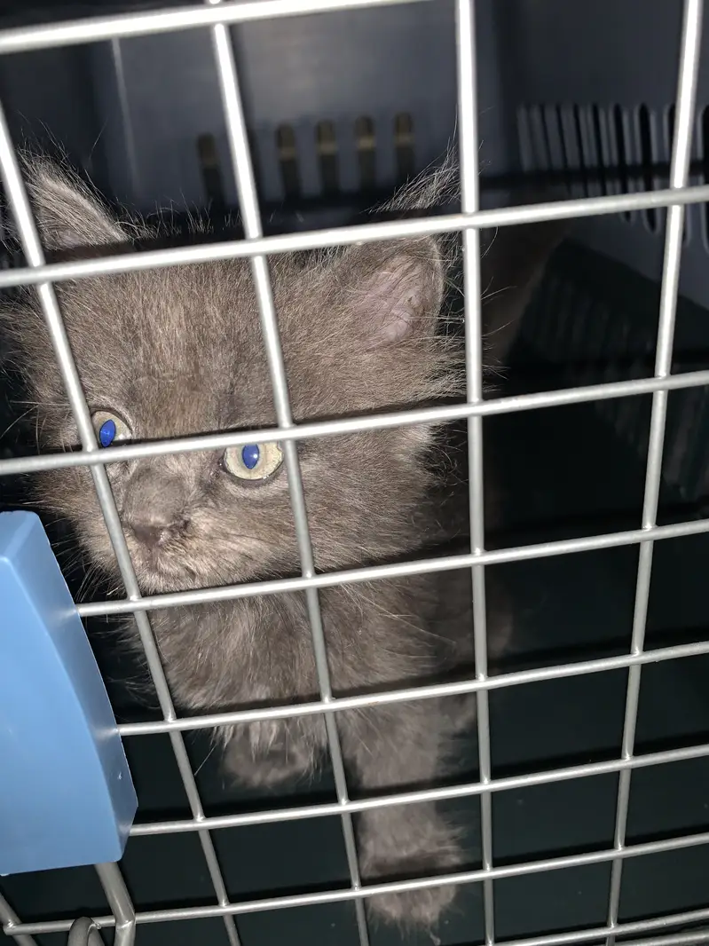 Persian grey male kitten healthy and active — photo 2