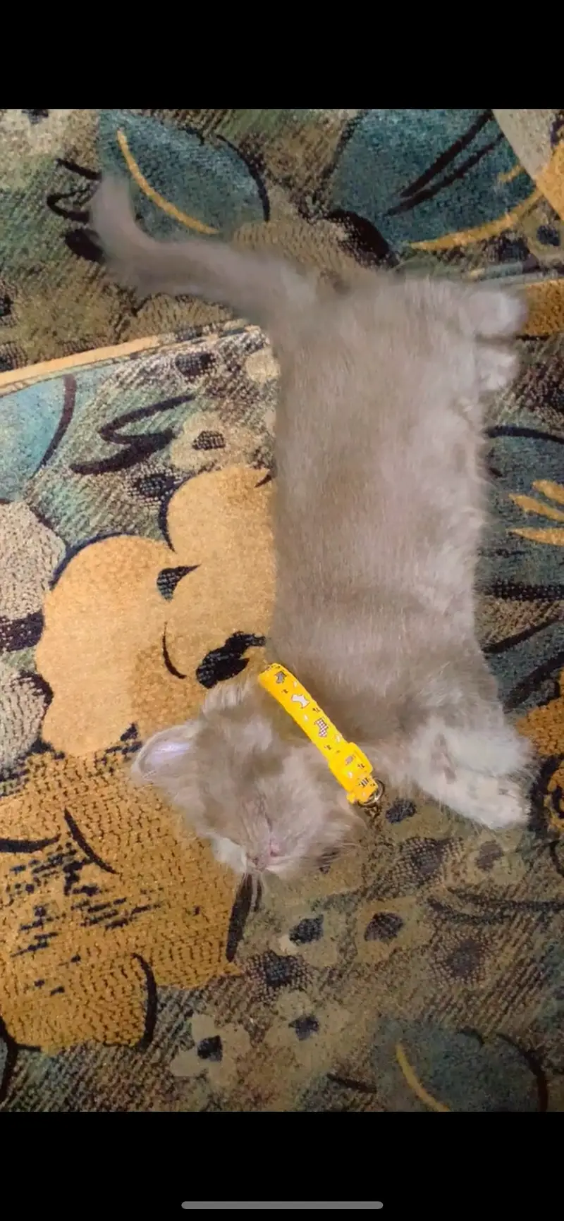 Persian grey male kitten healthy and active — photo 3