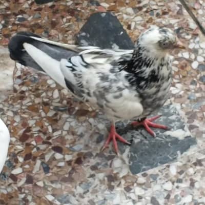 white Chena  Kabooter for sale