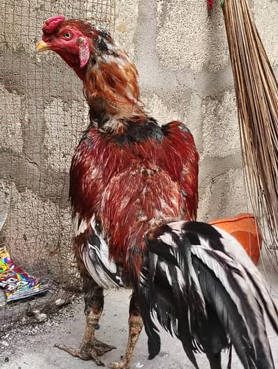 Healthy Aseel/Gamefowl Rooster for Sale