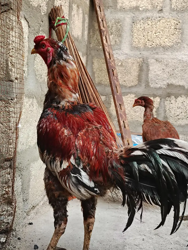 Healthy Aseel/Gamefowl Rooster for Sale — photo 2