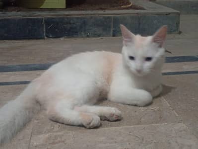 cute and friendly
