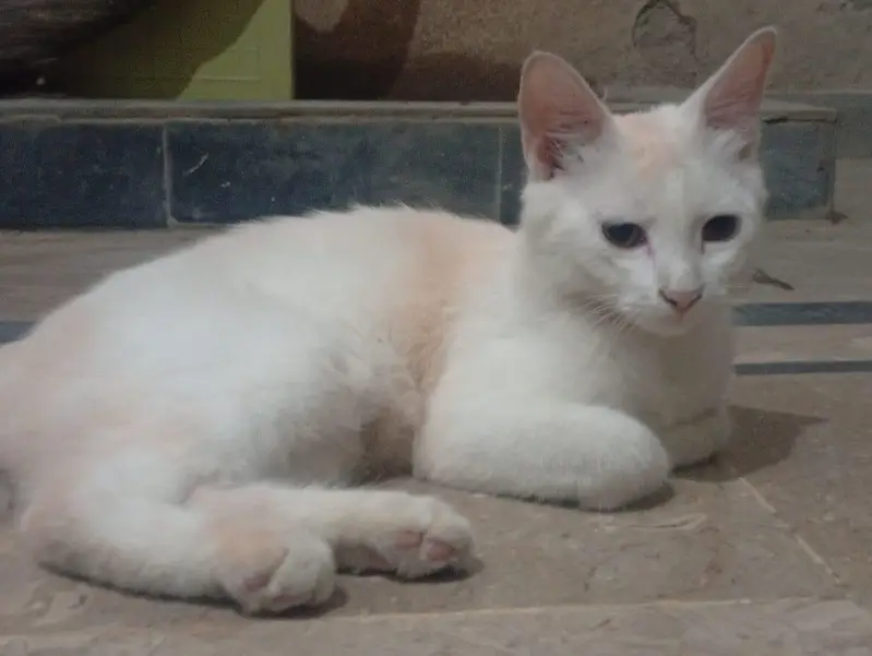 cute and friendly — photo 3