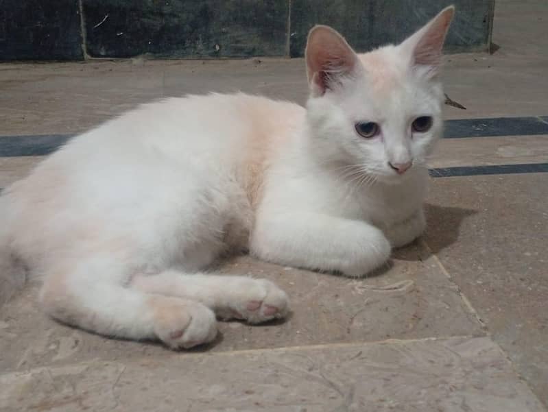 cute and friendly 4