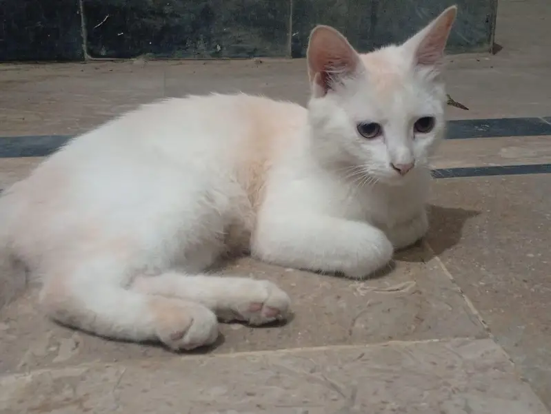 cute and friendly — photo 5