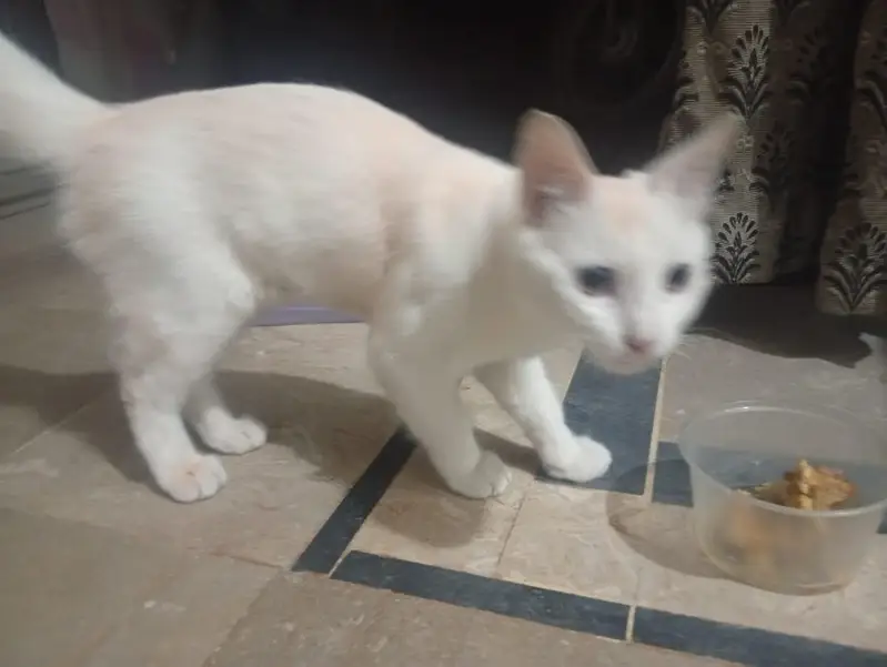 cute and friendly — photo 6