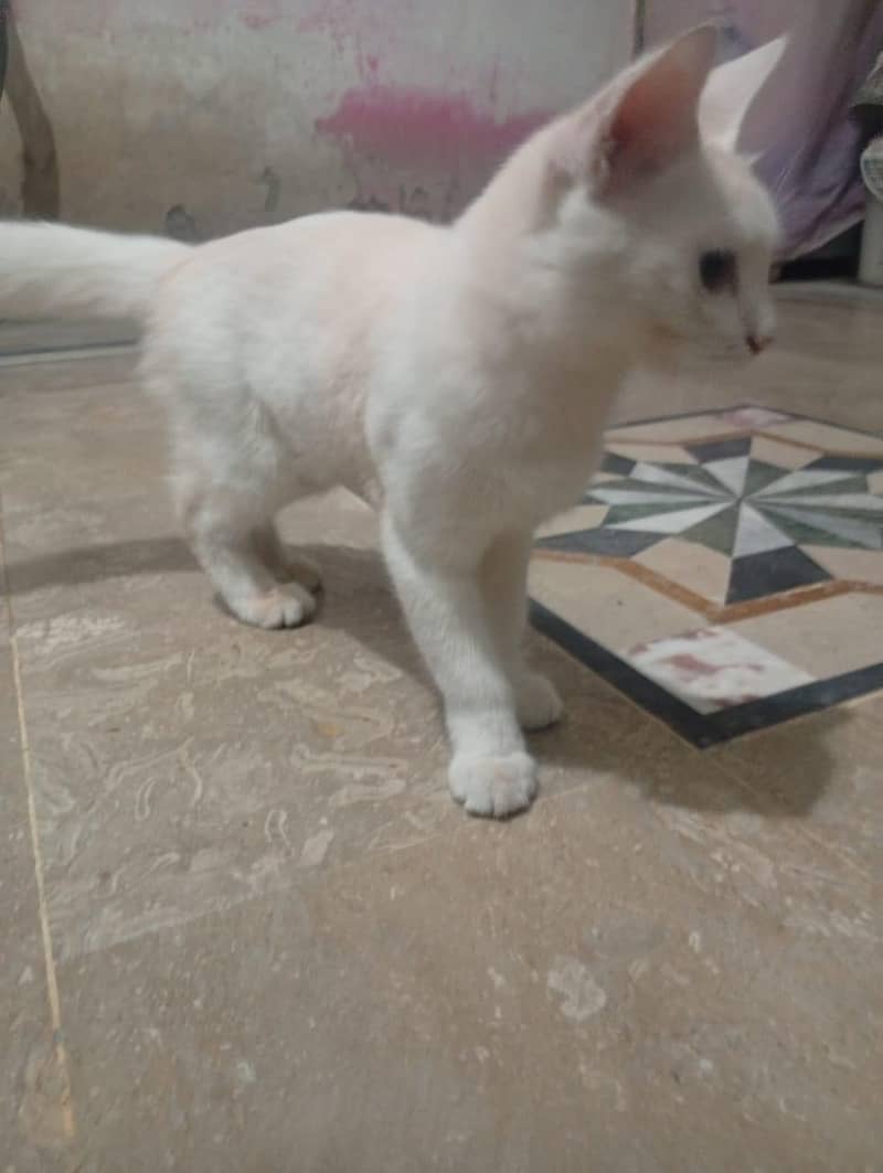cute and friendly 6