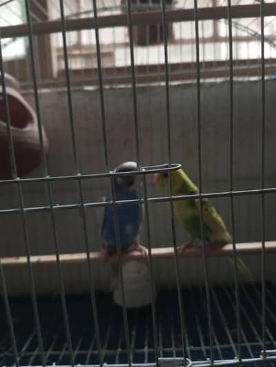 Pair of  Budgies for Sale