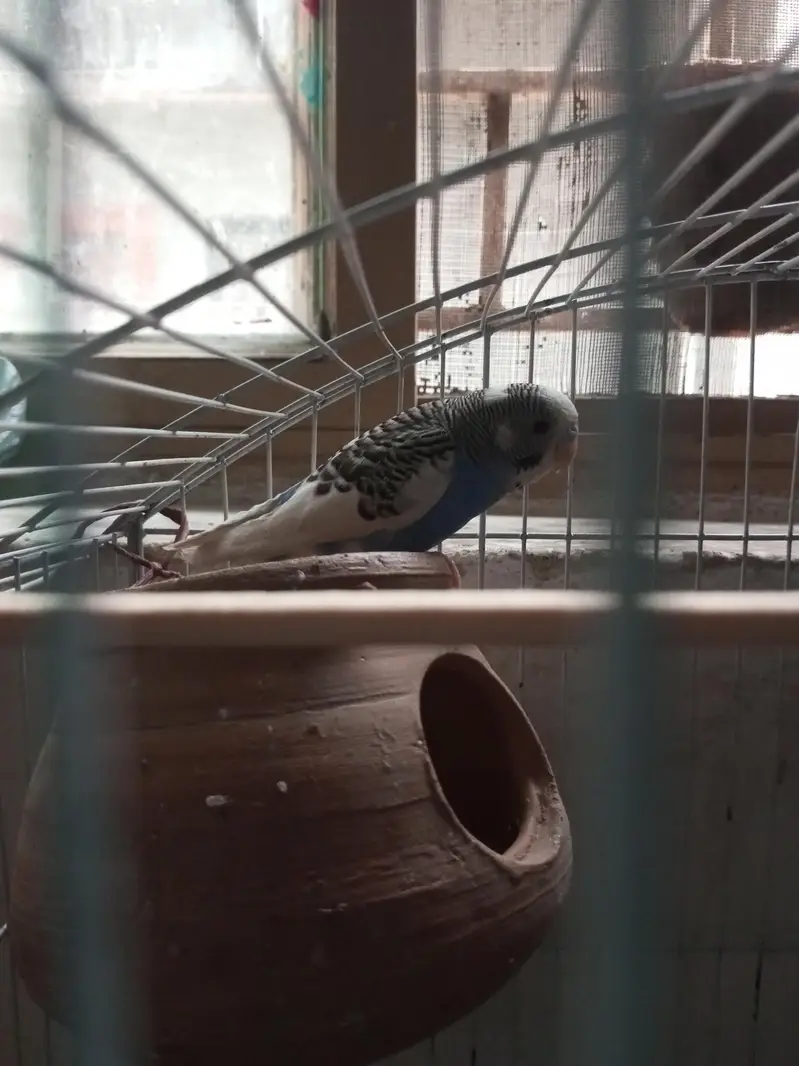 Pair of Budgies And Cage — photo 2