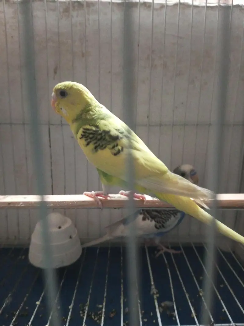 Pair of Budgies And Cage — photo 3
