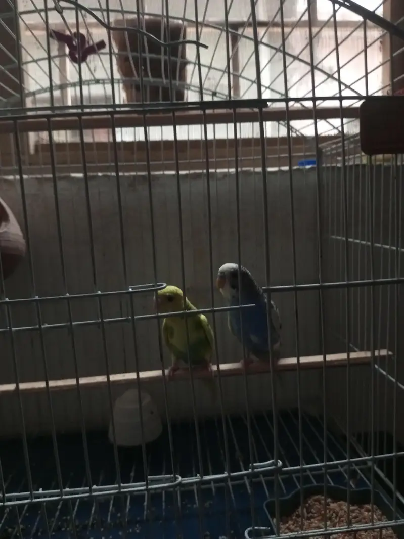 Pair of Budgies And Cage — photo 4