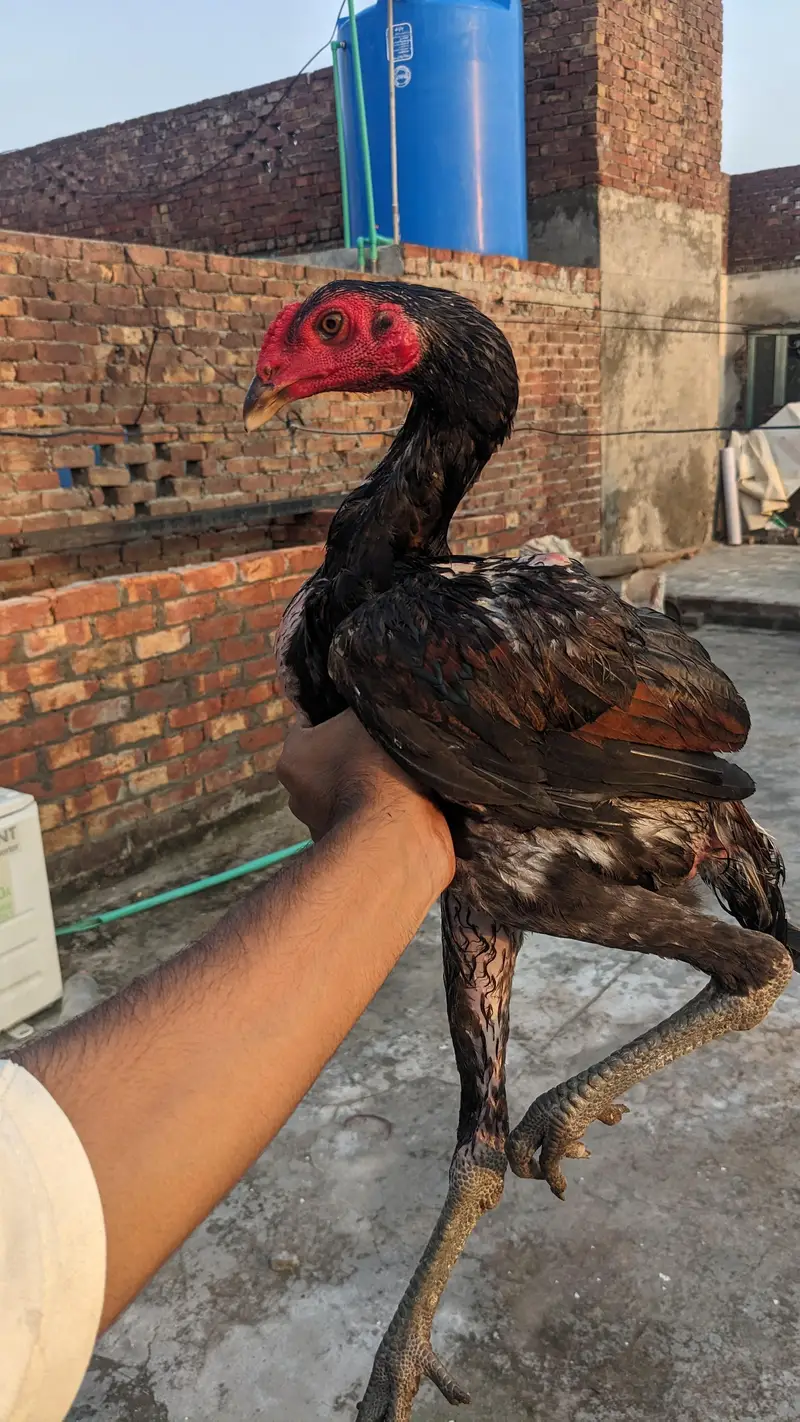pure burmi phatha — photo 2