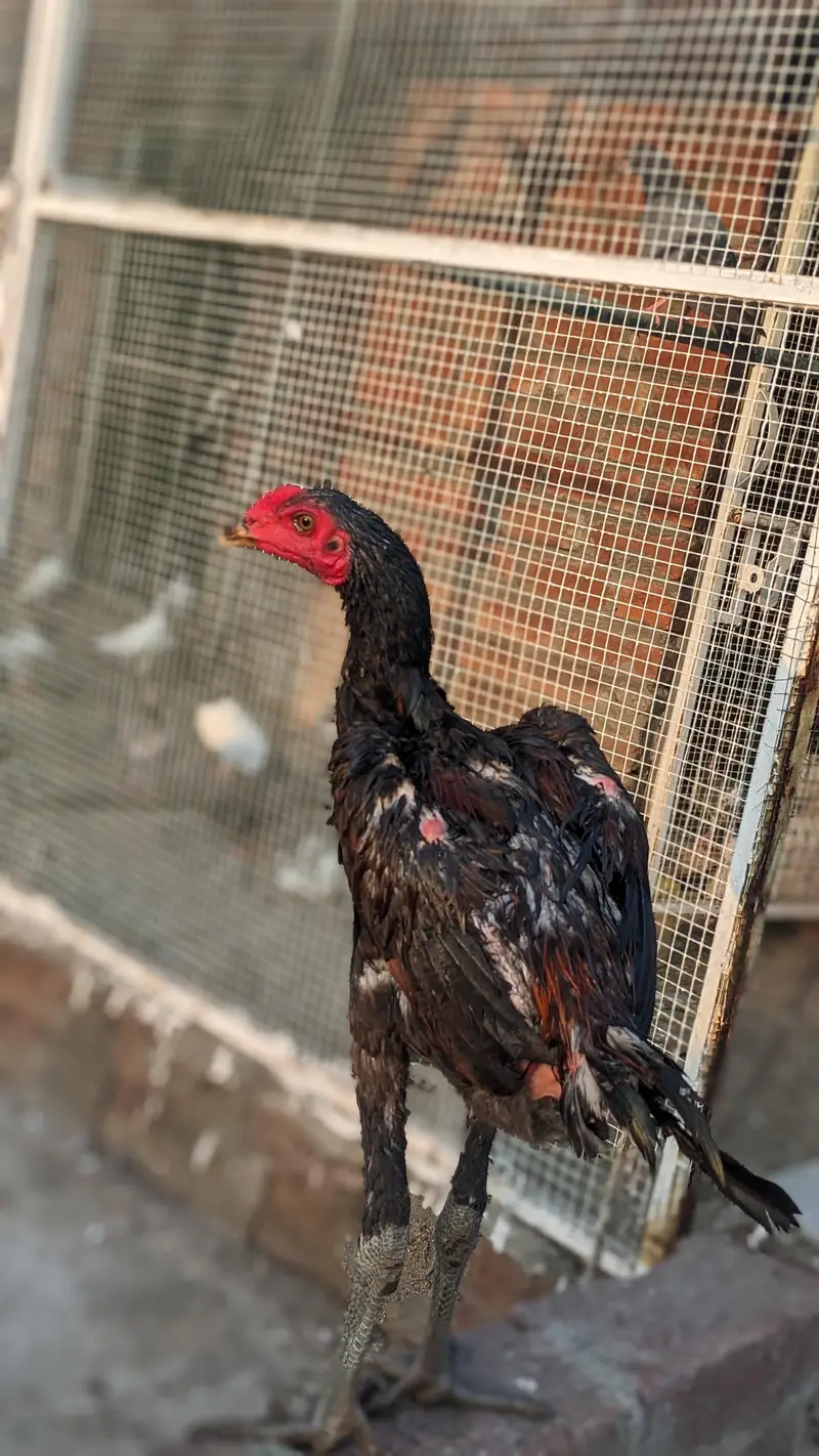 pure burmi phatha — photo 5