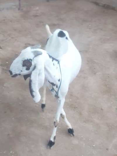bakri for sell he
