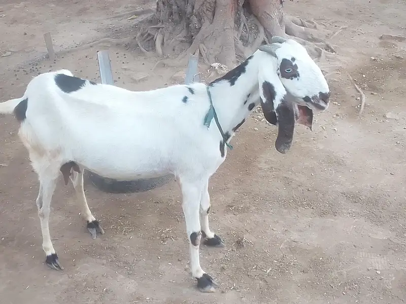 bakri for sell he — photo 2